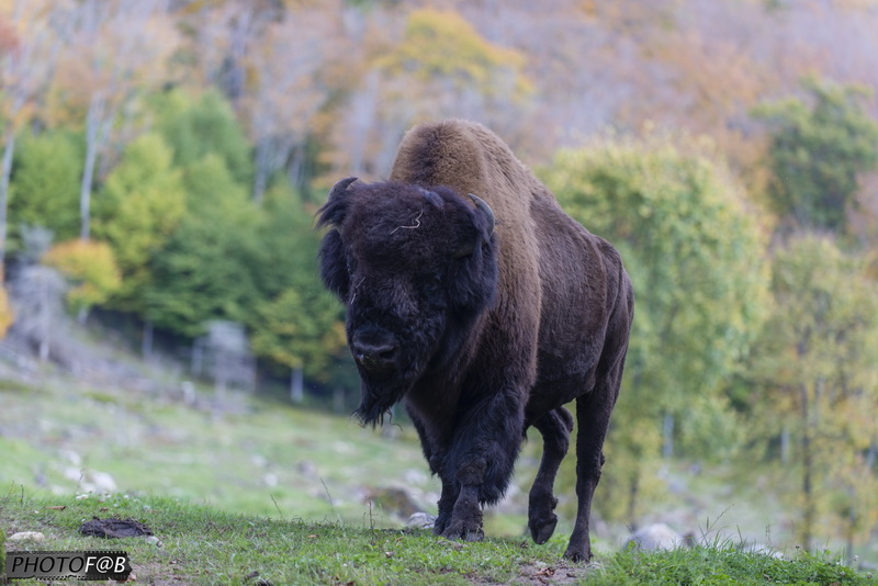 Réserve de bisons
