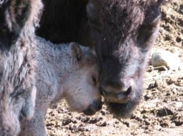 Bébé bison blanc né au Québec